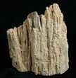 Tall Free-Standing Petrified Wood Specimen #6399-4